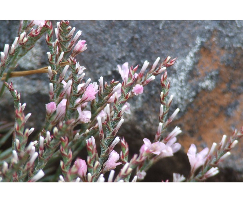 Prickly Thrift